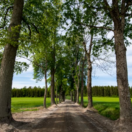 Road leading to farm
