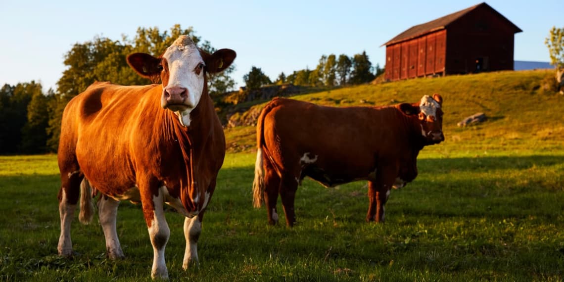 Cows Barn Unsplash