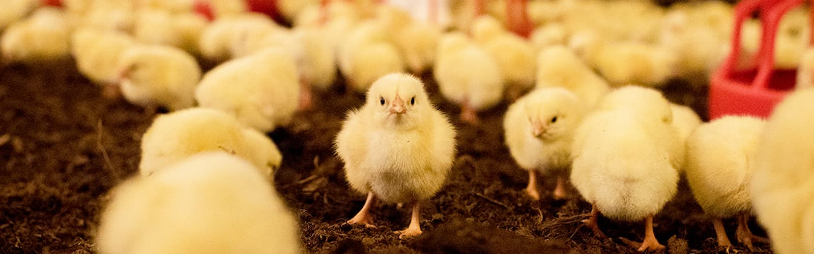 hkscan header responsibility poultryfarming 1200px