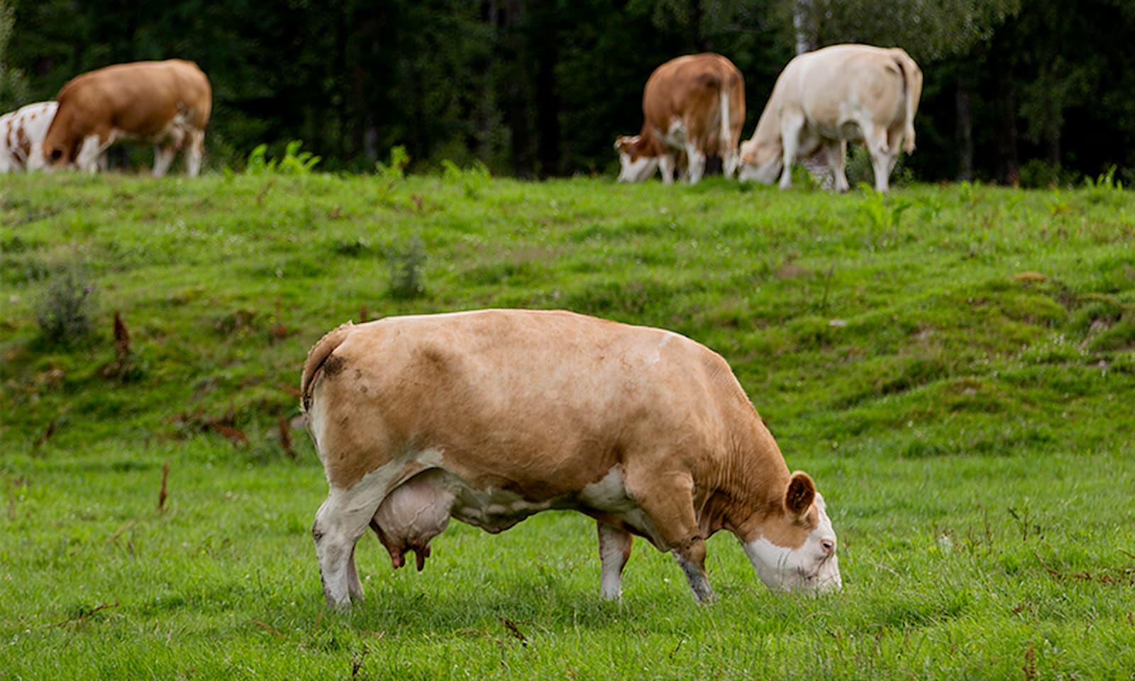 Lehmät laiduntamassa.
