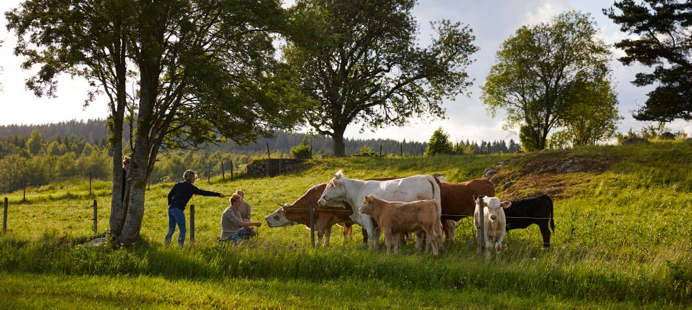 Lehmät laiduntamassa.