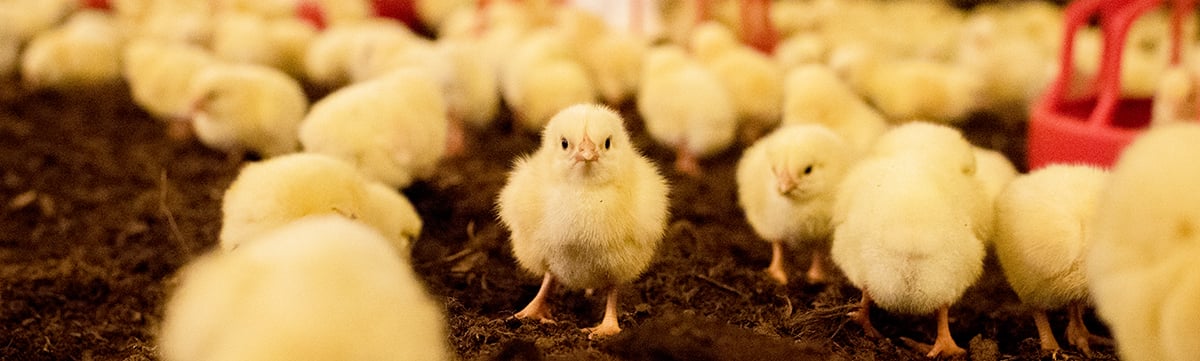 hkscan header responsibility poultryfarming 1200px